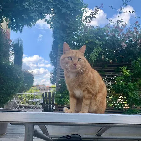 Maison 1903 Fontainebleau, 70kms De Paris Villa Fontainebleau